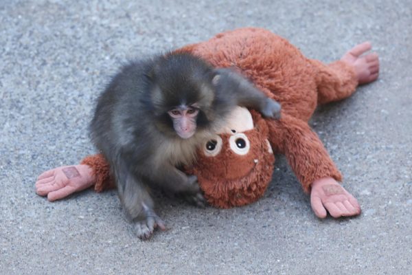 A photo of Punch the monkey carrying his stuffed animal