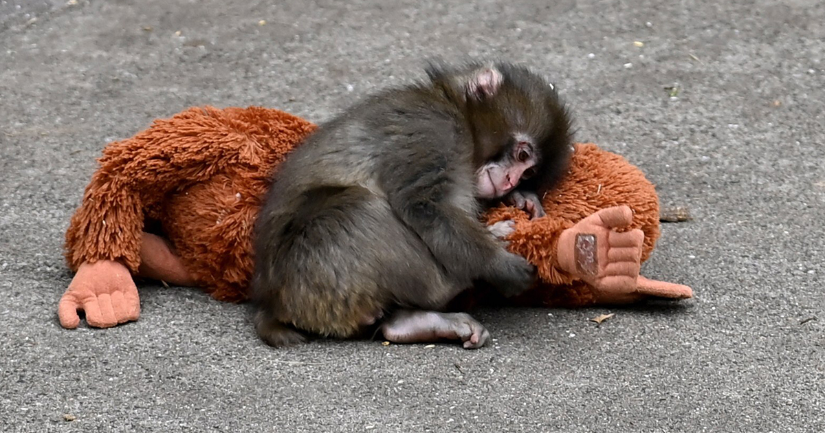 A photo of Punch the monkey laying on his stuffed animal